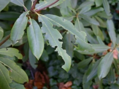 Gdy rośliny więdną bez powodu, sprawdzam korzenie – często to opuchlaki