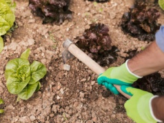 Ten moment w warzywniku jest kluczowy. Do połowy kwietnia robię to zawsze