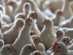 Nowa ferma drobiu pod Lwowem: 510 tys. brojlerów rocznie, 20 km od polskiej granicy