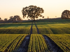 17,46 mld zł już na kontach rolników. ARiMR przyspiesza wypłaty jak nigdy wcześniej