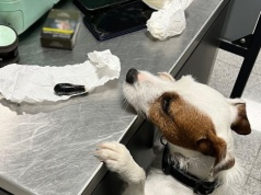 Polak połknął 88 kapsułek kokainy. Szokujący przypadek na lotnisku w Gdańsku