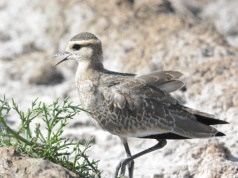 Krytycznie zagrożony ptak w Polsce. Przyleciał znad Zatoki Perskiej