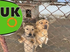 Ogłoszono kolejny konkurs na stanowisko kierownika schroniska dla bezdomnych zwierząt w Pawłowie