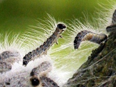 Toksyczny owad w polskich lasach. Gdy cię dotknie, możesz skończyć w szpitalu