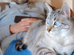 Cztery urocze zachowania kota. Oto co oznaczają