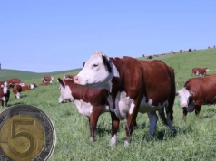 Dopłaty do opasów. Ile pieniędzy dostanie rolnik?