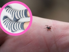 Skarpety przeciwkleszczowe to nowy hit. Wyróżnia je ta jedna rzecz