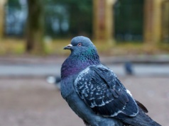 Wypatrz go na spacerze, a szczęście ci dopisze. Rozglądaj się uważnie