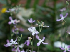 Posiej blisko tarasu lub okien. Wieczorami jej zapach jest niesamowity