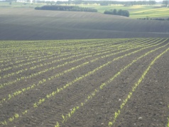 NOWOŚĆ. Opinie rolników o bakteriach azotowych a wyniki z pola