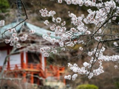 Popularny festiwal odwołany, a podatek turystyczny w górę. Japonia nie radzi sobie z tłumami