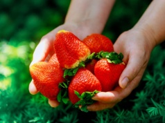 Wiosną podlewaj tym truskawki. Będą wielkie, soczyste i słodkie