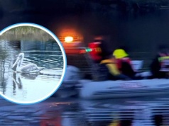 Uciekł recydywista z wielkim dziobem. Złapali go strażacy