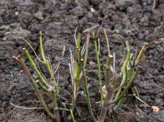 Posadź różę w ten sposób. Przyjmie się i zaleje twój ogród kwiatami