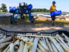 Rolnicy z Niemiec chcą płacić mniej Polakom. Forsują zmiany w przepisach