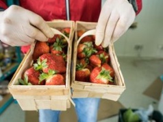 Polskie truskawki już w sprzedaży. Oto ich ceny