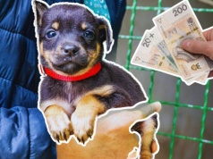 Zduńska Wola da kasę na psa i kota ze schroniska. Opłacalne "becik-psiowe" na zachętę