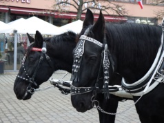 Dorożki chwilowo znikną z Rynku Głównego. Miasto przygotowuje się do wydarzenia