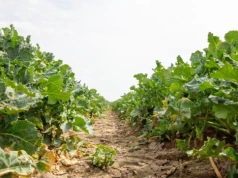 Rzepak ozimy - właściwa struktura gleby i precyzyjne nawożenie