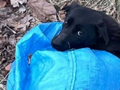 Wstrząsające odkrycie pod Wiskitkami. Młody pies wrzucony do rowu w torbie