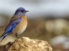 Czym jeszcze mogą zaskoczyć nas ptaki? Niedopałki papierosów w gniazdach!