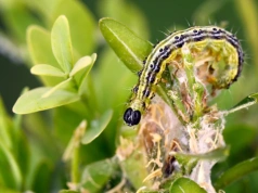 Załóż czarny worek na bukszpan. To zabije ćmę bukszpanową w kilka godzin