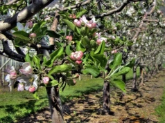 Spryskaj tym drzewka owocowe jeszcze w kwietniu. Szkodniki będą bez szans