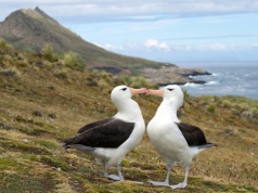 Ptaki morskie ujawniają rozmieszczenie rtęci w oceanach