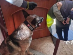 "Szron" z Ciechanowa pomógł namierzyć prawie 3 kg narkotyków