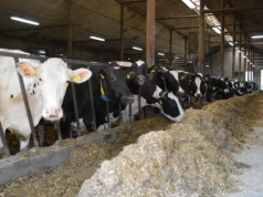 Nowy indeks dla bydła mlecznego. Co się zmieni od sierpnia 2026?