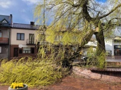 Wichura uszkodziła symbol Gorzkowic. Co dalej z wierzbami na Rynku?