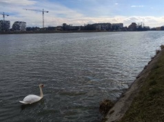 Wielkie sprzątanie brzegów Wisłoka. Rzeszowscy społecznicy ruszają do akcji w ramach Operacji Czysta Rzeka