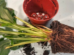 Liście żółkną, a ty dalej czekasz? Jeden drobiazg oznacza, że jest już za późno