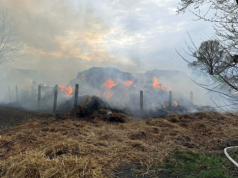 Podpalenie 200 balotów słomy. Sprawcy zatrzymani dzięki psu służbowemu