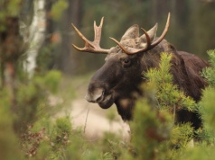 Młody łoś spacerował po Legionowie. Mieszkańcy zaskoczeni nietypowym gościem