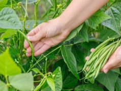 Polacy jedzą regularnie. Ta roślina trafiła na listę najbardziej toksycznych 2026