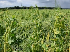 Szacowanie strat oderwane od rzeczywistości? Rolnik: "Rzepak liczony uczciwiej, ale strączki to tragedia"