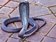 Wąż, który miał zabić słynną królową. Jad kobry testują na raka piersi