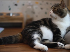 Kot ze wścieklizną ugryzł swojego właściciela. Zwierzę zdechło, a eksperci alarmują