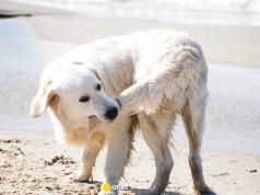 Dlaczego pies goni swój ogon? Chce ci przez to coś powiedzieć