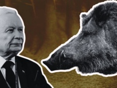 Dzik jest dziki, Kaczyński chrumka, ASF hula. Za 700 mln zł zaprosiliśmy dziki do miast