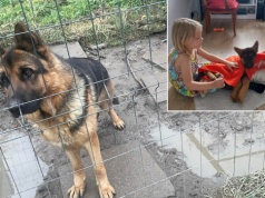 Pies odebrany rodzinie z Podgórza. Walczą o jego powrót. "Na początku był jeden wielki płacz"