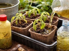 Zamiast rosnąć – chorują! Tej wody nigdy nie używaj do siewek pomidorów