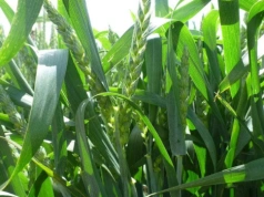 Kiedy trzecia dawka azotu na pszenicę? To zależy, co chcesz poprawić