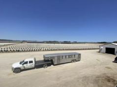 Rolnicy pokazują: tak hoduje się cielęta w USA. Skala wbija w fotel