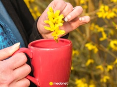 Zbierz te żółte kwiaty i zaparz jak herbatę. Naturalny sposób na odporność