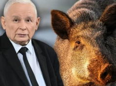 Kaczyński udawał dzika w Sejmie. Leśnik ocenił odgłosy prezesa PiS