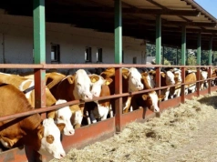 Byki droższe nawet o 1,20 zł. Jakie są ceny bydła?