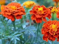 "Śmierdziuszki" na grządce i sprawa załatwiona. Żaden szkodnik nie dobierze się do warzyw