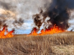 Kolejny pożar trzcinowiska